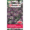 Smagliczka nadmorska amarantowo-fioletowa