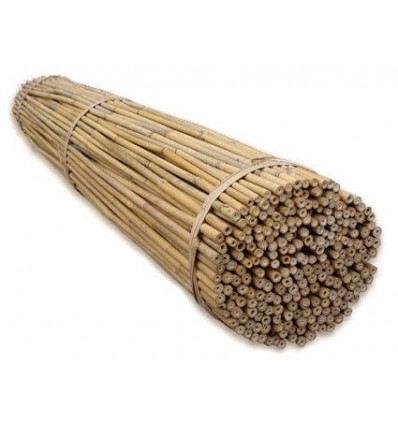 Tyczka bambusowa 60cm 8/10mm