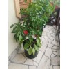 Tomato Grower 28l - antracytowy