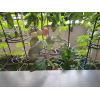 Tomato Grower 28l - antracytowy