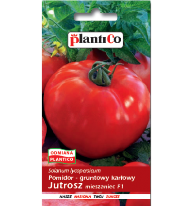 Pomidor gruntowy Jutrosz - mieszaniec PlantiCo