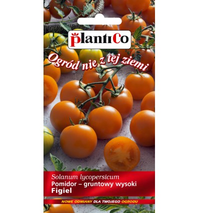 Pomidor gruntowy Figiel PlantiCo