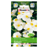 Biała begonia stale kwitnąca Barbara 0,1g PlantiCo