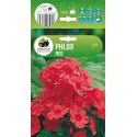 Phlox Red Floks wierzchowaty bylina kłącze