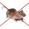 Granulat na myszy i szczury 200g TOXAN