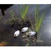 Kaczuszki białe pływające Exo-flora
