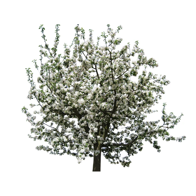 Wapno do bielenia drzew BIOVITA 1kg