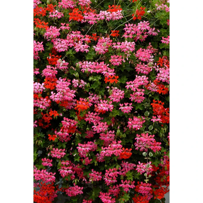 Ziemia Optima Ziemia do Pelargonii i Roślin Balkonowych 50l BIOVITA