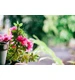 Ziemia Optima Ziemia do Pelargonii i Roślin Balkonowych 50l BIOVITA