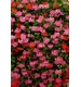 Ziemia Optima Ziemia do Pelargonii i Roślin Balkonowych 50l BIOVITA