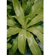 Ziemia do palm, juk i dracen  BIOVITA 5L