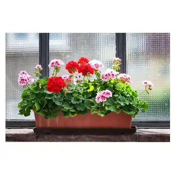 Ziemia do pelargonii BIOVITA 20L