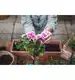 Ziemia do pelargonii BIOVITA 20L