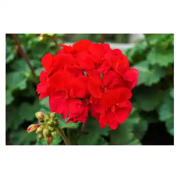 Ziemia do pelargonii BIOVITA 50L