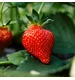 Biovita Nawóz organiczny do truskawek i malin BIO granulat 3kg
