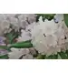 EKODARPOL BIOHUMUS EXTRA Rododendron 1L + 20% gratis