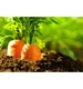 OBORNIK naturalny nawóz organiczny Granulowany 8L eGarden