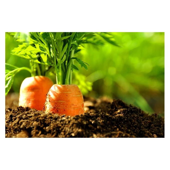 OBORNIK BYDLĘCY naturalny nawóz organiczny Granulowany 8L eGarden