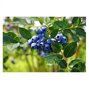 Ziemia do borówki i żurawiny pH 4-5 BIOVITA 50L