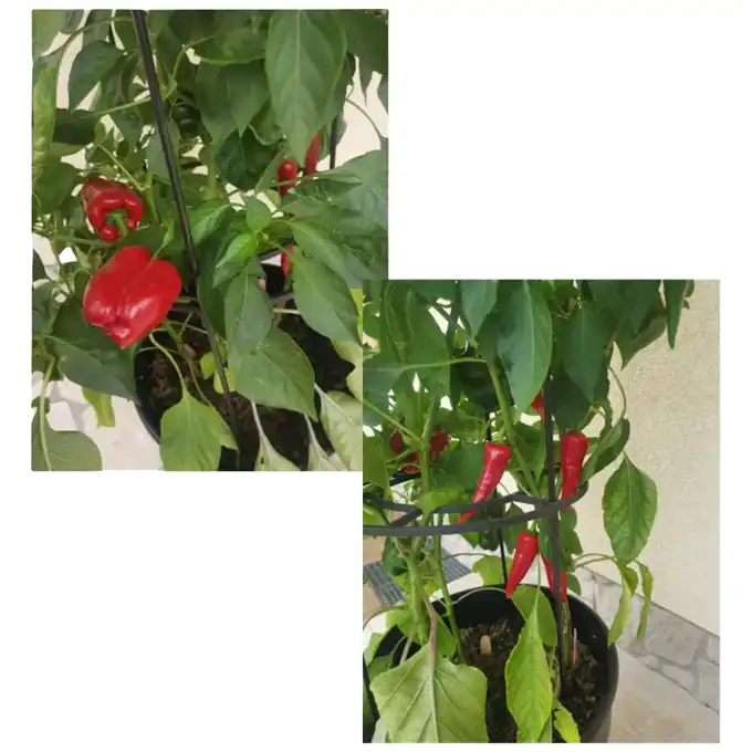 Doniczka do uprawy pomidorów, warzyw, owoców Tomato Grower 12L antracyt