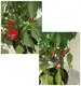 Doniczka do uprawy pomidorów, warzyw, owoców Tomato Grower 12L antracyt