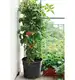 Doniczka do uprawy pomidorów, warzyw, owoców Tomato Grower 12L antracyt