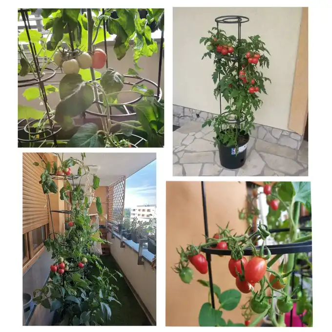 Doniczka do uprawy pomidorów, warzyw, owoców Tomato Grower 28L antracyt