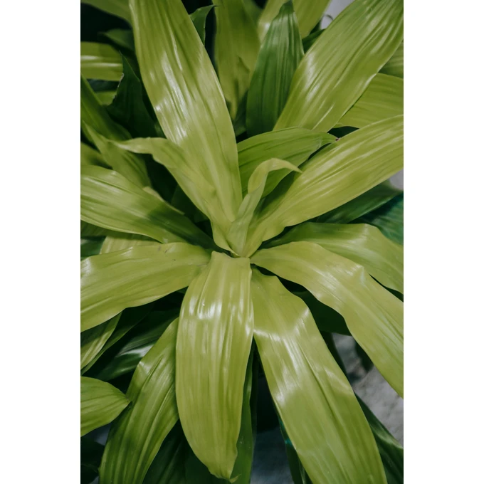 Ziemia do palm, juk i dracen BIOVITA 20L