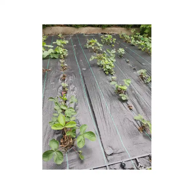 Agrotkanina ogrodnicza Skarden 1,6x100 m, 90 g/m2 czarna