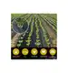 Agrotkanina ogrodnicza Skarden 1,6x50 m, 90 g/m2 czarna + kołki mocujące