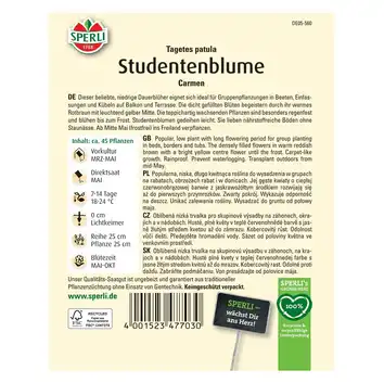 Aksamitka 'Carmen' Nasiona PREMIUM Sperli