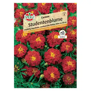 Aksamitka 'Carmen' Nasiona PREMIUM Sperli