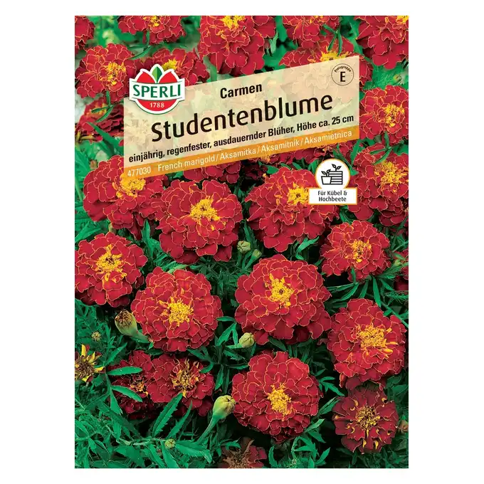 Aksamitka 'Carmen' Nasiona PREMIUM Sperli