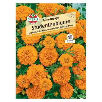 Aksamitka 'Petite Orange' Nasiona PREMIUM Sperli