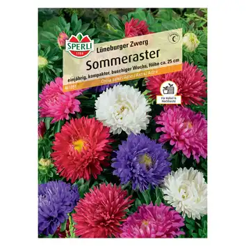 Aster 'Lüneburger Zwerg' Nasiona PREMIUM Sperli