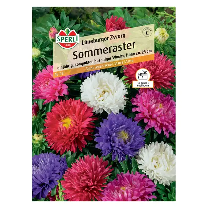 Aster 'Lüneburger Zwerg' Nasiona PREMIUM Sperli