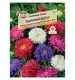Aster 'Lüneburger Zwerg' Nasiona PREMIUM Sperli