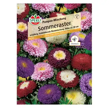 Aster 'Pompon-Mischung' Nasiona PREMIUM Sperli