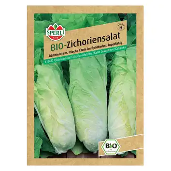 BIO cykoria sałatowa 'Zuckerhut' Nasiona PREMIUM Sperli