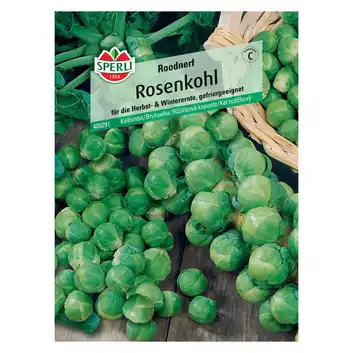 Brukselka 'Roodnerf' Nasiona PREMIUM Sperli