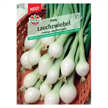 Cebula siedmiolatka 'Elody' Nasiona PREMIUM Sperli