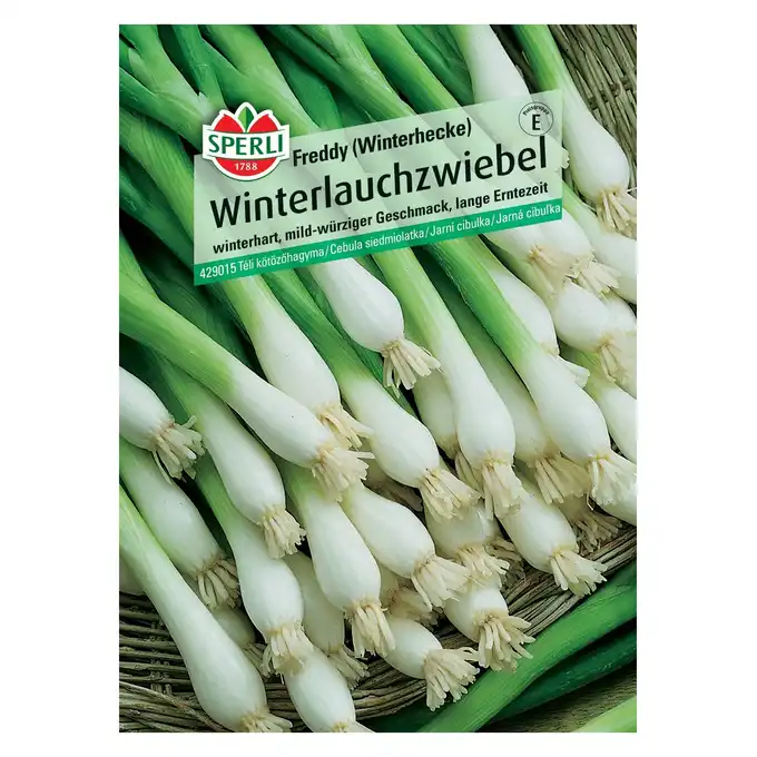 Cebula siedmiolatka 'Freddy (Winterhecke)' Nasiona PREMIUM Sperli