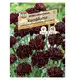 Chaber bławatek 'SPERLI's Black Beauty' Nasiona PREMIUM Sperli