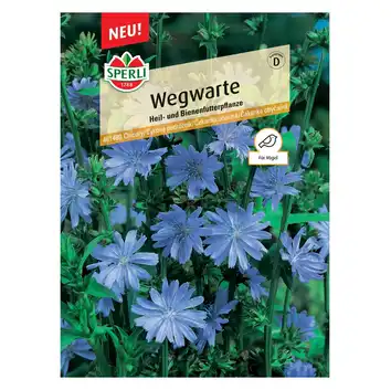 Cykoria podróżnik 'Wegwarte' Nasiona PREMIUM Sperli