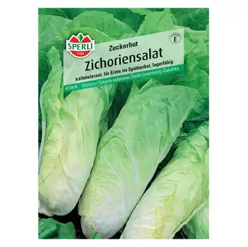 Cykoria sałatowa 'Zuckerhut' Nasiona PREMIUM Sperli