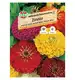 Cynia 'Kalifornische Riesenmischung' Nasiona PREMIUM Sperli