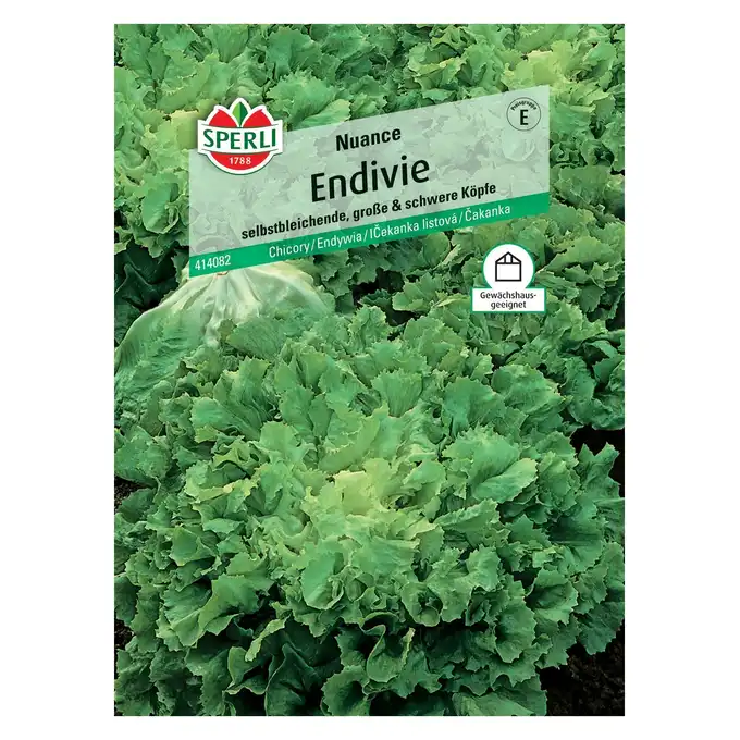 Endywia 'Nuance' Nasiona PREMIUM Sperli