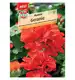Geranium 'Madeira' Nasiona PREMIUM Sperli