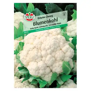 Kalafior 'Bola de Neve (Erfurter Zwerg)' Nasiona PREMIUM Sperli