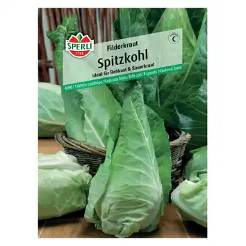 Kapusta biała 'Filderkraut' Nasiona PREMIUM Sperli